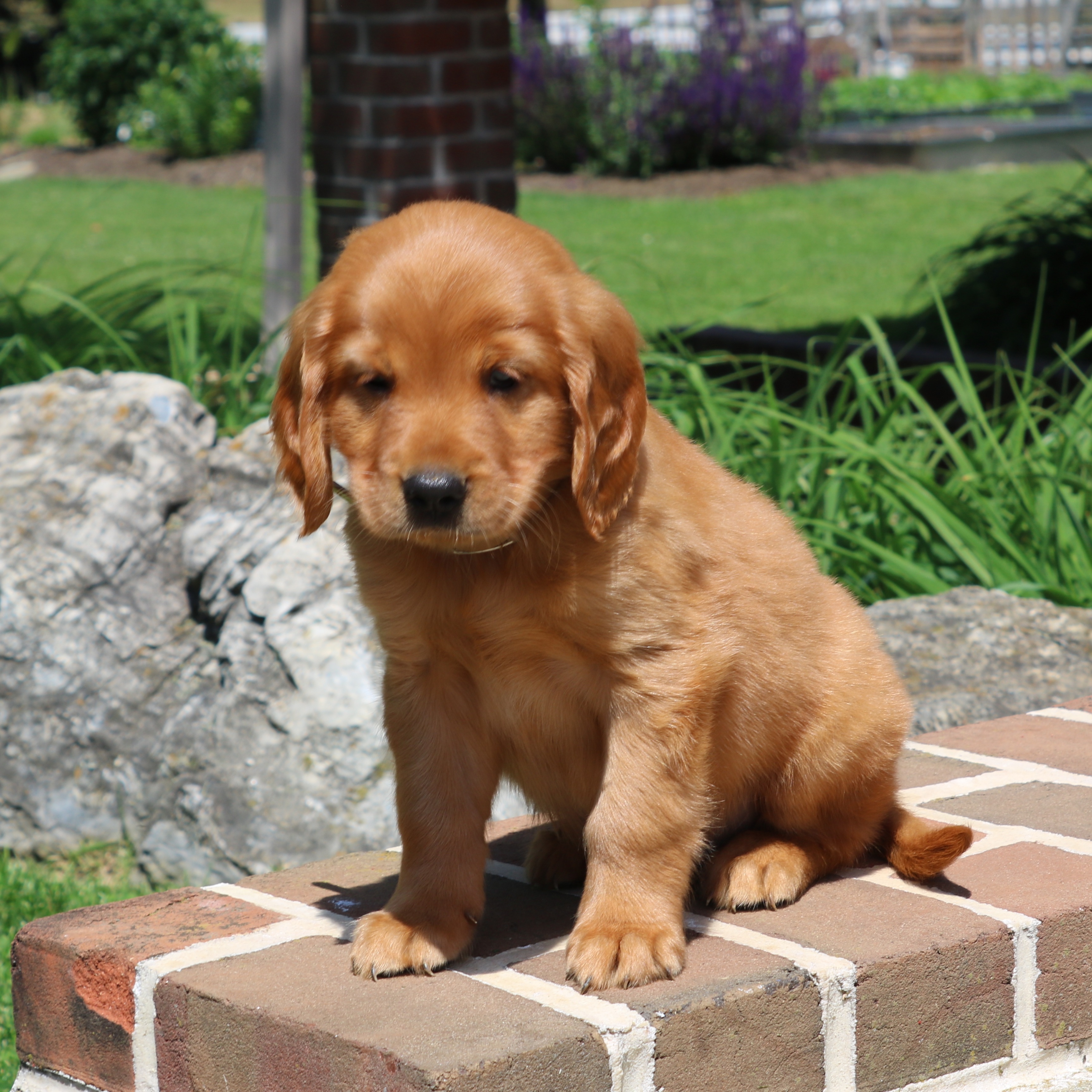 puppy, for, sale, Mini Golden Retriever, Ivan J. Stoltzfus, dog, breeder, Gordonville, PA, dog-breeder, puppy-for-sale, forsale, nearby, find, puppyfind, locator, puppylocator, aca